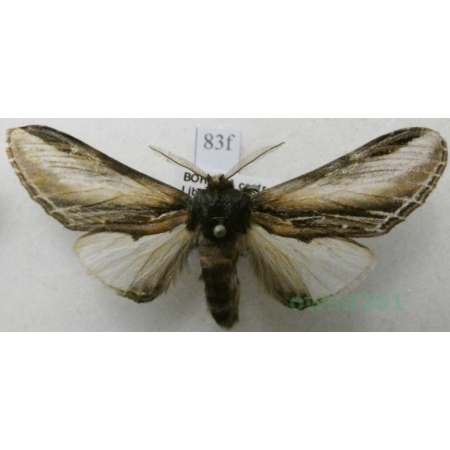 Pheosia tremula (Clerck, 1759) female Garbatka osinówka Czech83f